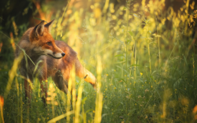 Die heilsame Kraft der Natur