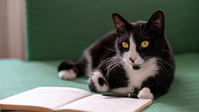 Auf dem Bild sieht man eine schwarz-weiße Katze vor einem aufgeschlagenen Buch, einem Journal. Sie hat eine Füllfeder zwischen den Pfoten liegen