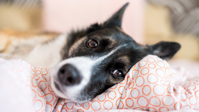 Auf dem Bild sieht man einen Hund in Nahaufnahme, der auf einem weiß-orangen Kissen liegt und etwas traurig in die Kamera blickt