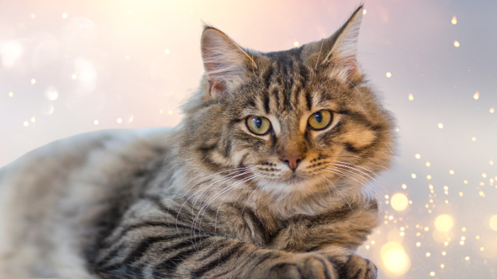 Auf dem Bild sieht man in Nahaufnahme eine langhaarige Tigerkatze, die mit ruhigem, tiefem Blick in die Kamer schaut