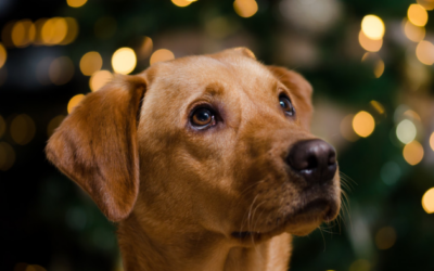 Weihnachten ohne Bellen und Miauen: Erinnerungen als Lichter im Dunkeln