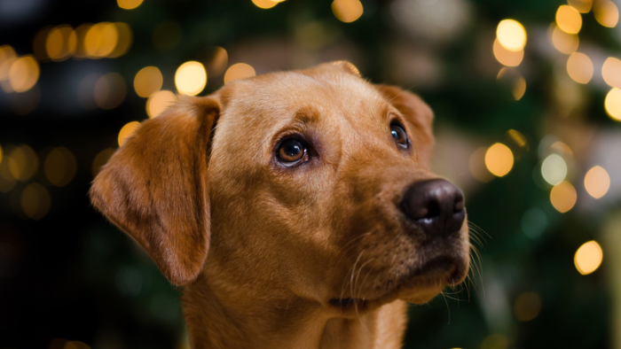 Auf dem Bild sieht man einen großen braunen Hund in Nahaufnahme. Er hat einen liebevollen Blick