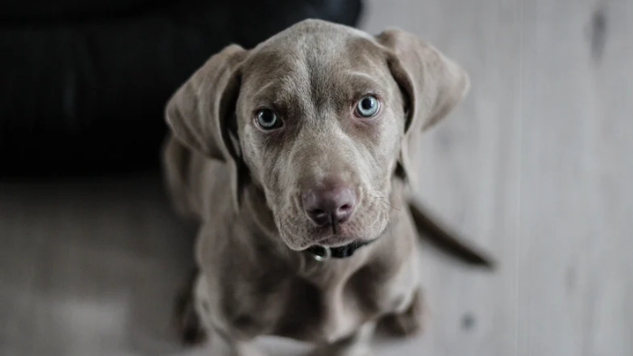 Auf dem Bild sieht man einen wunderschönen grauen, großen Hund mit blauen Augen, der liebevoll in die Kamera schaut