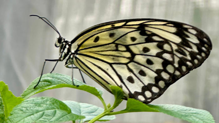 Auf dem Bild sieht man einen wunderschönen, zarten gelb-schwarzen Schmetterling auf einem Blatt in Nahaufnahme