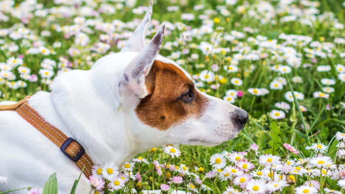 Auf dem Bild sieht man einen weiß-braunen kleinen Hund im Profil auf einer wunderschönen Blumenwiese im Frühling