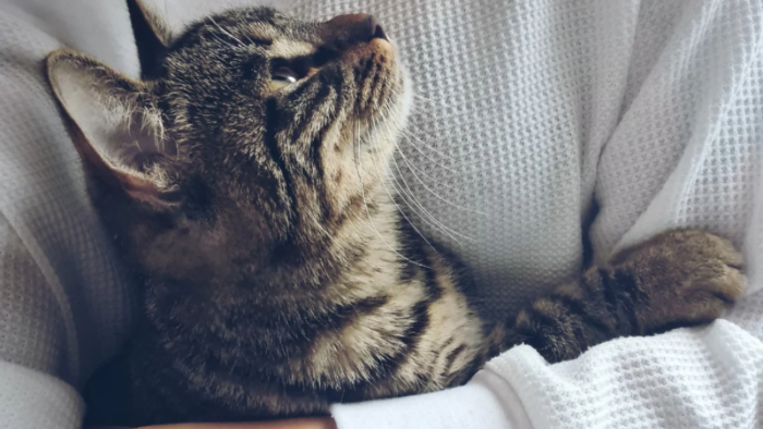 Auf dem Bild sieht man eine Tigerkatze auf dem Arm einer Frau. Die Katze blickt voller Liebe nach oben