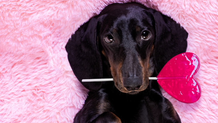 Auf dem Bild sieht man einen schwarzen Dackel mit einer Herz Lolli im Maul auf rosa Decke