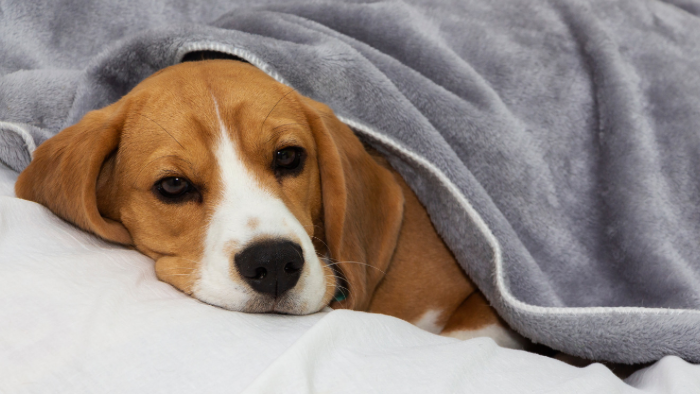 Auf dem Bild sieht man einen traurigen Hund unter einer grauen Decke.