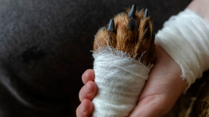 Auf dem Bild sieht man eine verletzte Hundepfote mit Verband und eine Hand, die sie hält, um den Schmerz zu lindern.