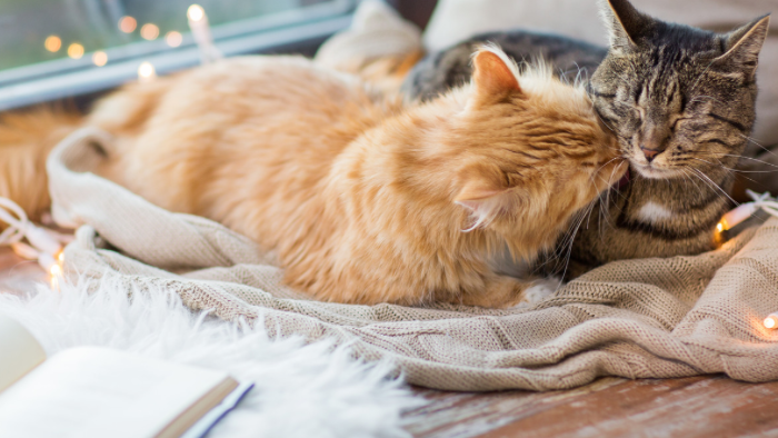 Auf dem Bild sieht man eine rote und eine getigerte Katze kuscheln und die rote tröstet die Tigerkatze