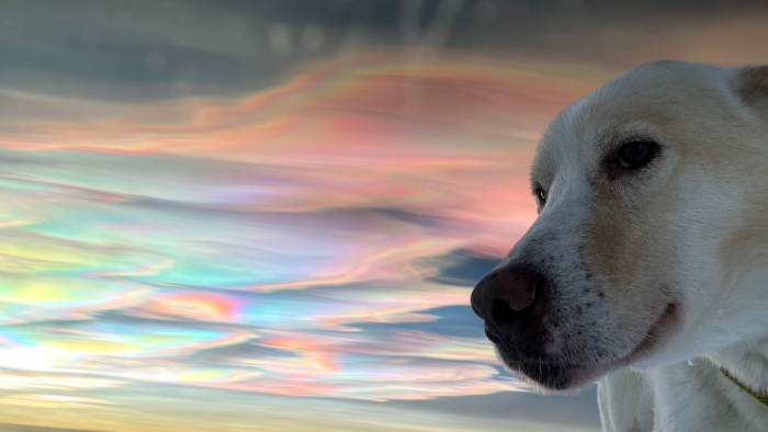 Auf dem Bild sieht man ein Haustier, also einen weißen Hund, vor einer wunderschön leuchtenden Regenbogenbrücke.