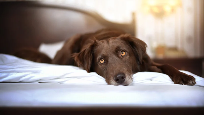 Auf dem Bild ist ein Hund im Bett, der schlaflos ist wegen seiner Trauer