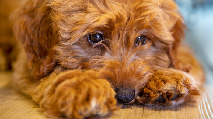 Auf dem Bild sieht man einen Hund, dessen Blick erfüllt ist von Liebe und Traurigkeit. Er liegt auf dem Boden,der Blick nach oben gerichtet.