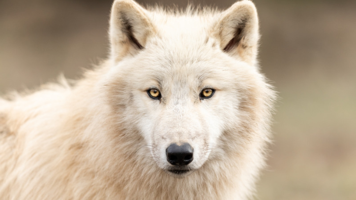 Auf dem Bild sieht man einen weißen Wolf, der in die Kamera blickt. er erzählt die Geschichte der zwei Wölfe, die in der Trauer um dein Tier hilft