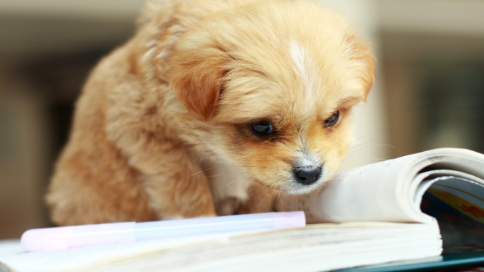 Auf dem Bild sieht man einen kleinen beigen Hund über einem Buch, denn es geht darum, warum in der Trauer um ein Haustier ein Tagebuch heilsam ist