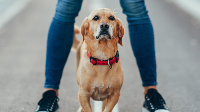 Auf dem Bild sieht man als Tier einen Hund, der zwischen den Beinen einer Frau steht.